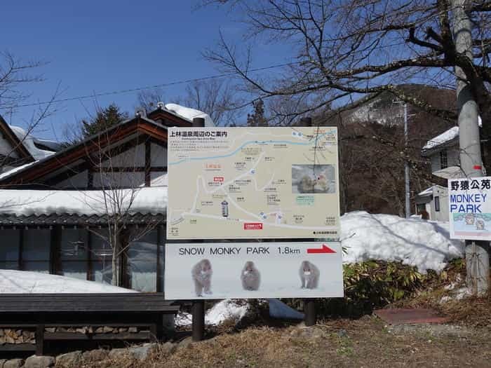 【長野】世界でここだけ！ニホンザルが温泉に入る地獄谷野猿公苑