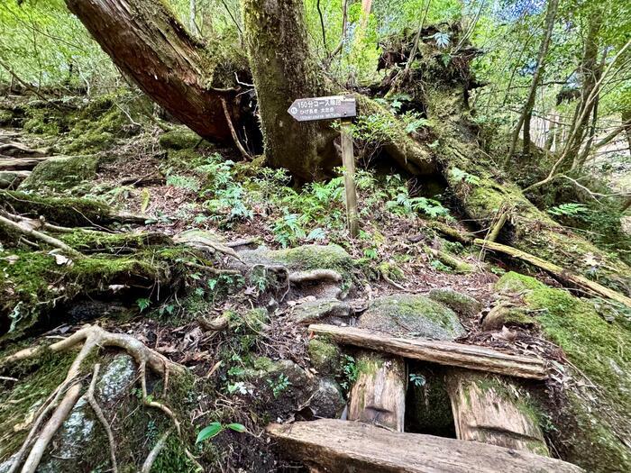 【鹿児島】ヤクスギランドは誰でも気軽に行ける自然植物園