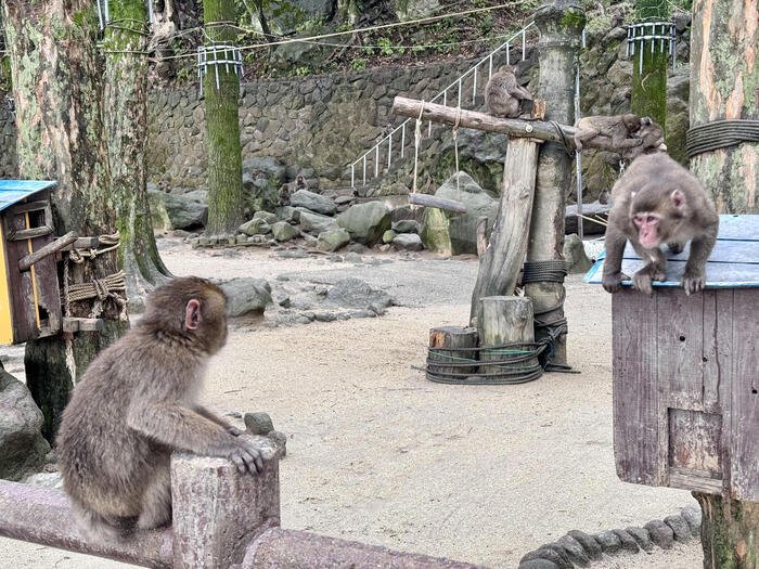 【大分】おサルさんの聖地でこんにちは！高崎山自然動物園