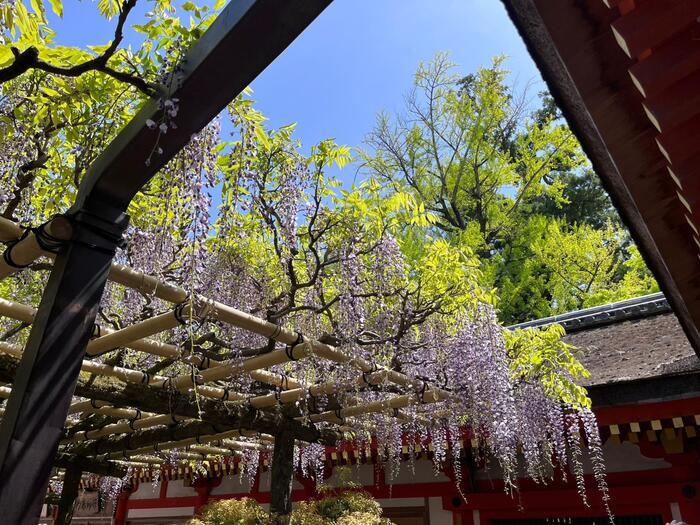 【奈良】春日大社と藤の花