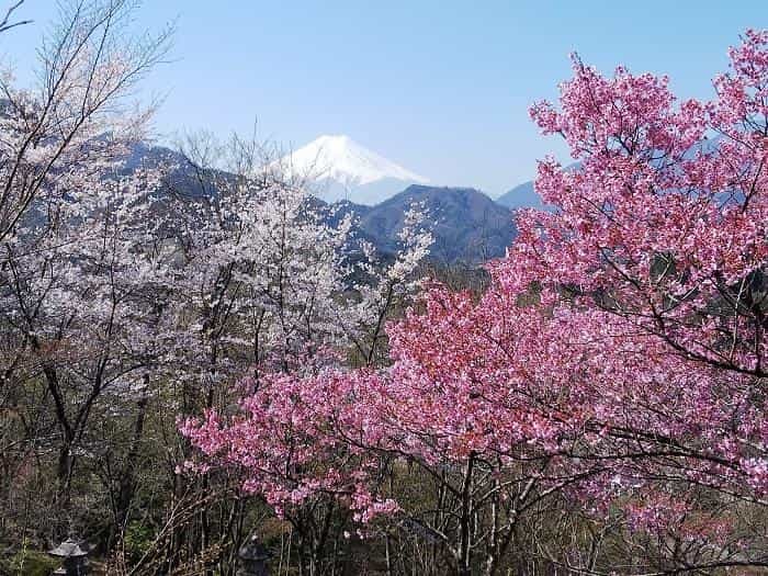 【お花見登山】桜満開のお伊勢山から岩殿山を縦走する日帰り山旅