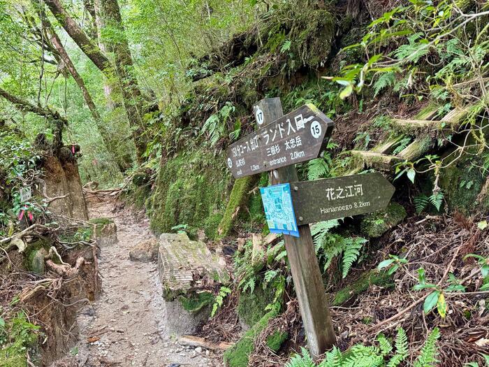 【鹿児島】ヤクスギランドは誰でも気軽に行ける自然植物園