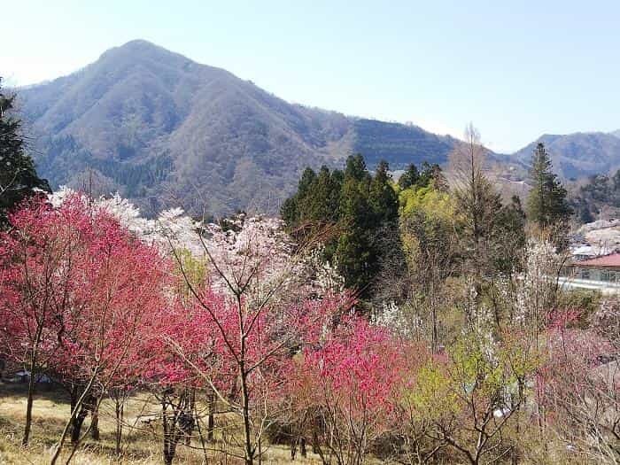 【お花見登山】桜満開のお伊勢山から岩殿山を縦走する日帰り山旅