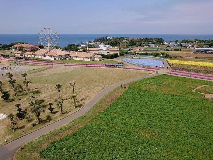 海・花・空の絶景！ 横須賀西海岸ソレイユの丘に行ってきた