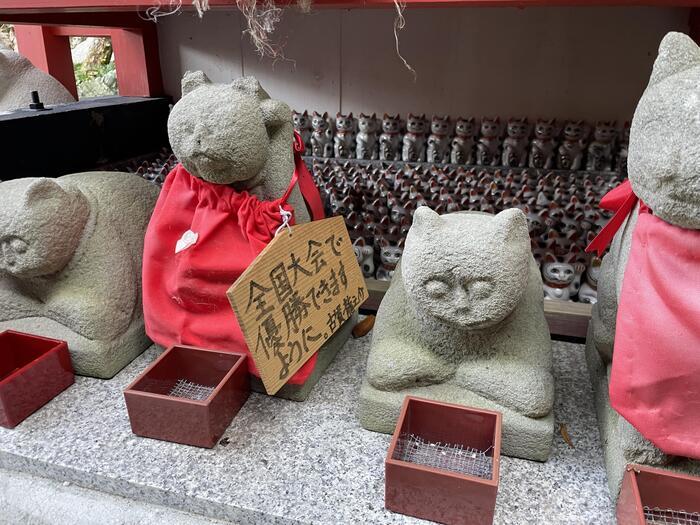 【徳島】猫神様に合格祈願！？「お松大権現」は猫好き必訪のパワースポット