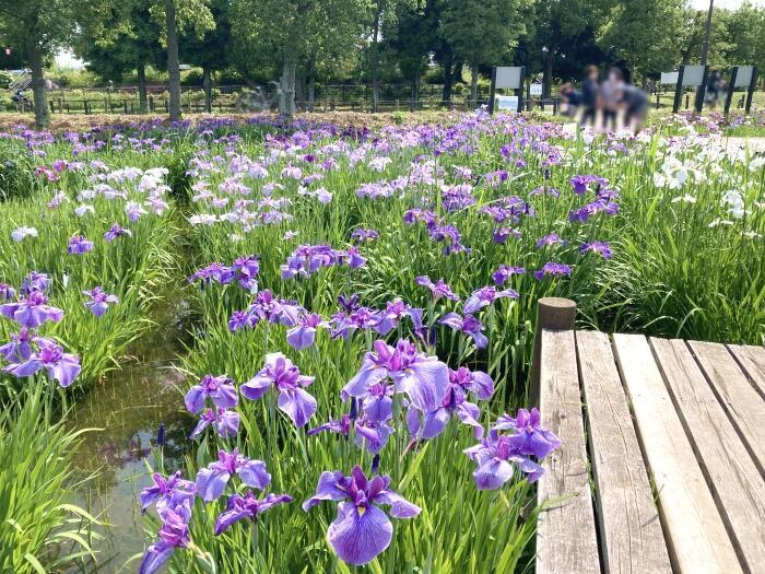 【東京】毎月楽しめる！都内最大の水郷公園「水元公園」の12か月