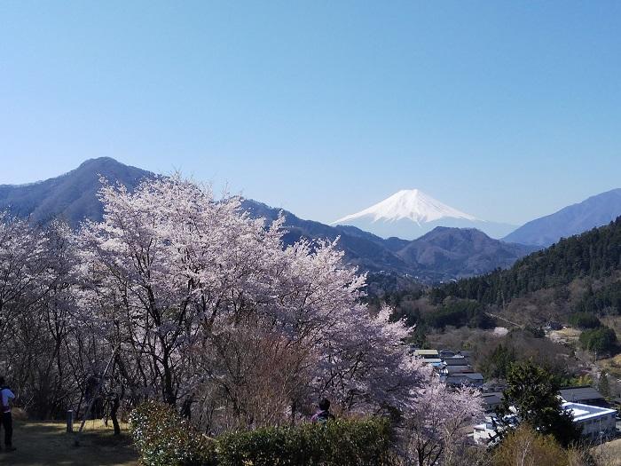 【お花見登山】桜満開のお伊勢山から岩殿山を縦走する日帰り山旅