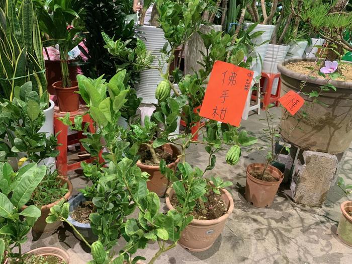 建國假日花市の様子と、台北の街にある緑溢れるスポットをご紹介！