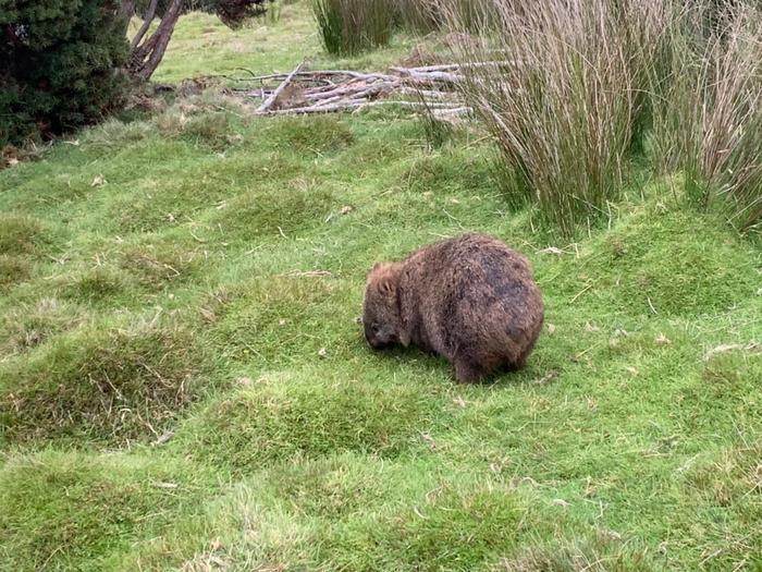 大自然の宝庫「タスマニア」の魅力!かわいい動物たちとの出会い・・・♪