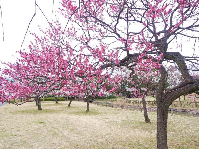 【東京】毎月楽しめる！都内最大の水郷公園「水元公園」の12か月