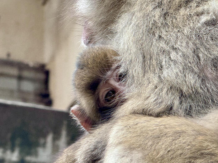 【大分】おサルさんの聖地でこんにちは！高崎山自然動物園