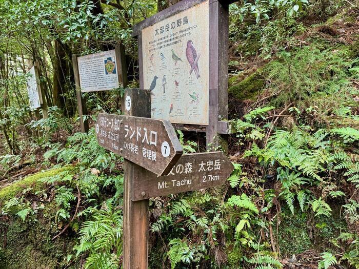 【鹿児島】ヤクスギランドは誰でも気軽に行ける自然植物園