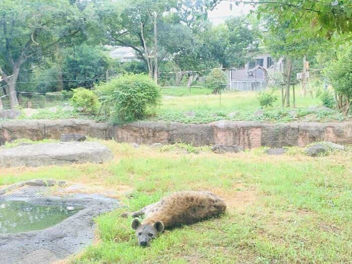 暑い夏はホッキョクグマの親子に癒されよう！「天王寺動物園」で動物たちと触れ合おう！！