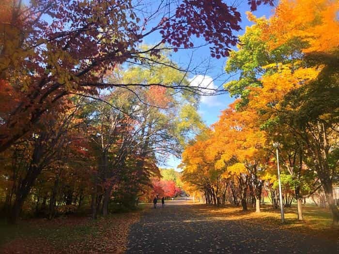 北海道立真駒内公園の紅葉ランで絶景を堪能しました