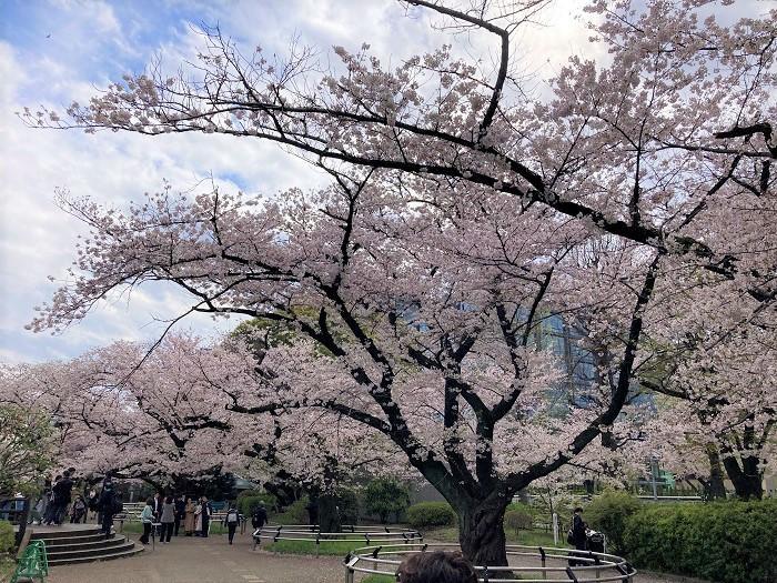 【千代田区】さくらまつりが4年ぶりに開催！千鳥ヶ淵緑道～ボート上から桜を愛でる