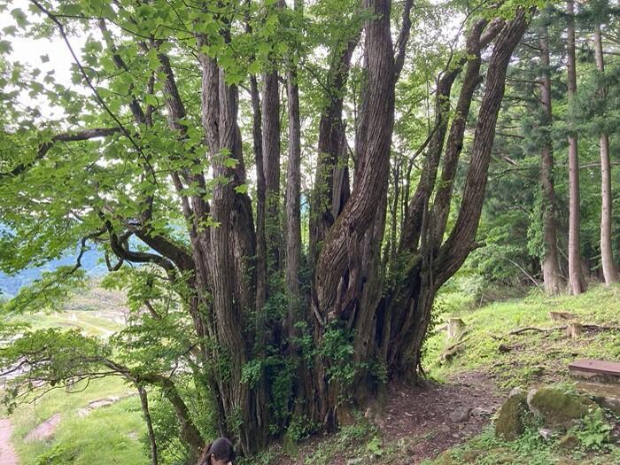 兵庫県の最高峰 氷ノ山を望む棚田とハチ高原オートキャンプ場で自然に浸る