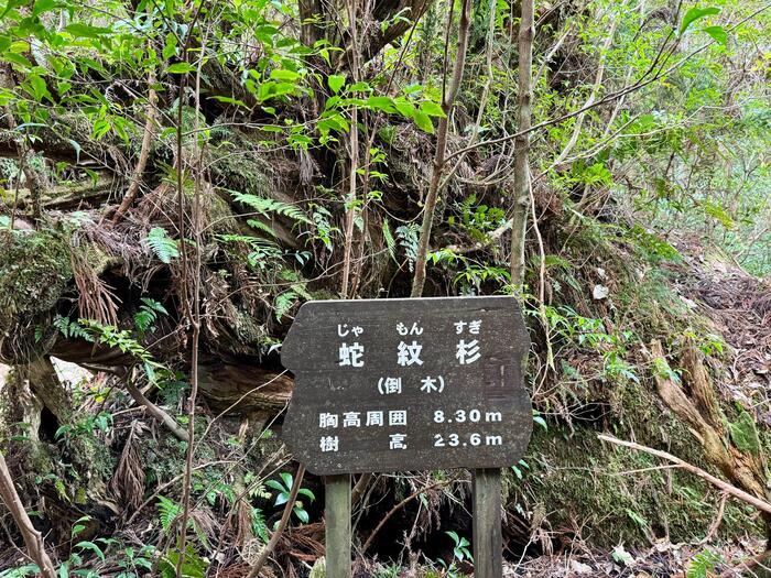 【鹿児島】ヤクスギランドは誰でも気軽に行ける自然植物園