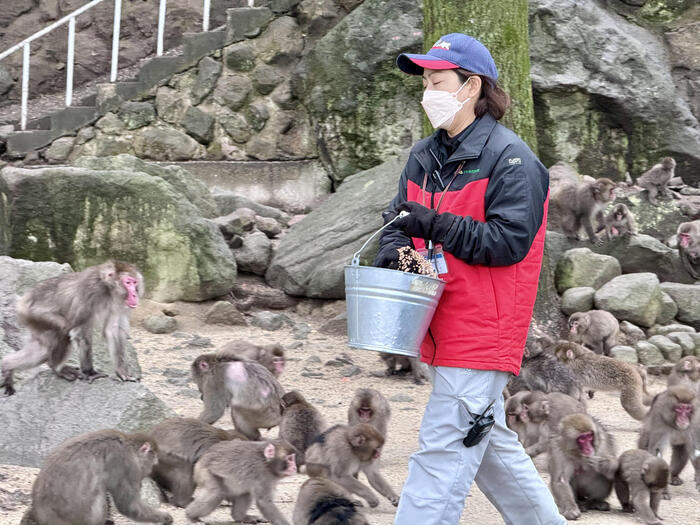 【大分】おサルさんの聖地でこんにちは！高崎山自然動物園