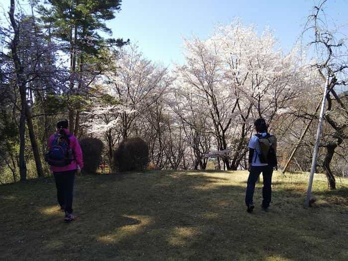 【お花見登山】桜満開のお伊勢山から岩殿山を縦走する日帰り山旅