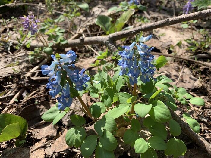 【北海道】突哨山（とっしょうざん）で春の妖精たちに出逢った