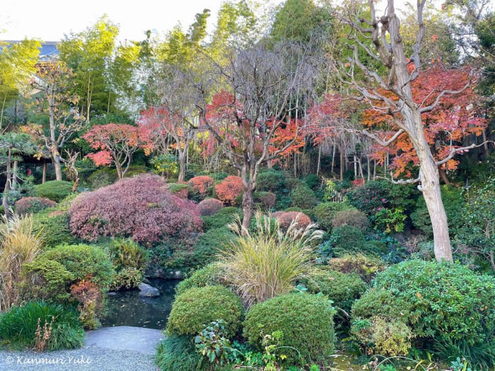 桜の季節にひっそりと咲くニリンソウを見に行こう！