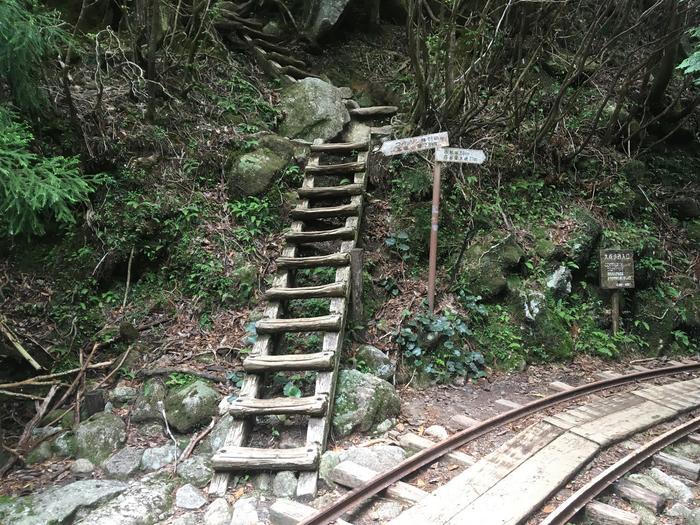 世界自然遺産の屋久島 「縄文杉」に会ってきました