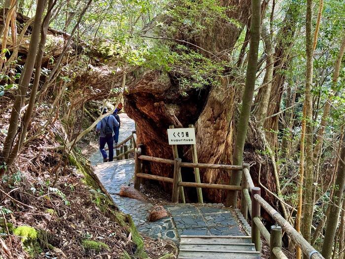 【鹿児島】ヤクスギランドは誰でも気軽に行ける自然植物園