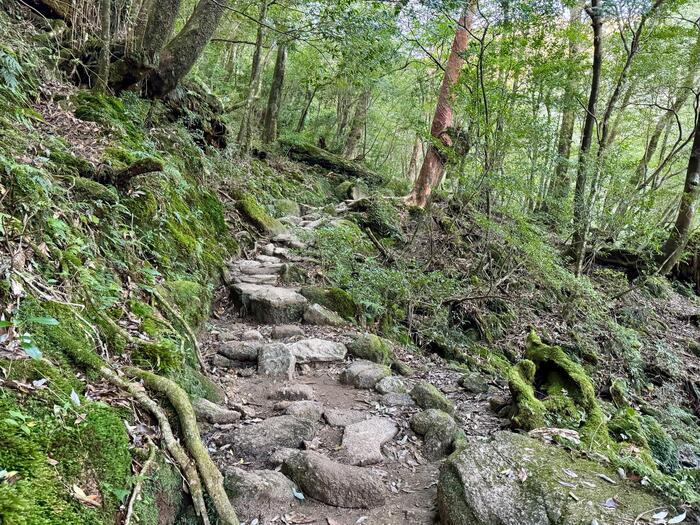 【鹿児島】屋久島の白谷雲水峡に行かれる方へ注意（2024年11月現在）