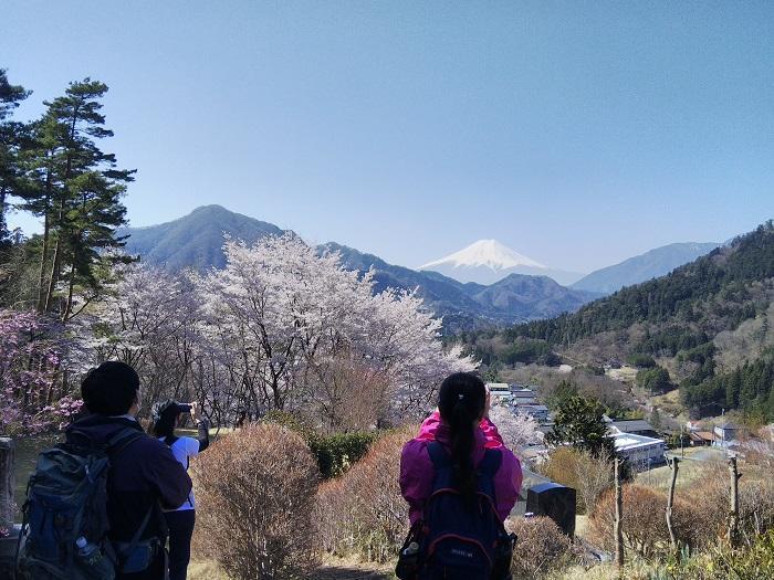 【お花見登山】桜満開のお伊勢山から岩殿山を縦走する日帰り山旅