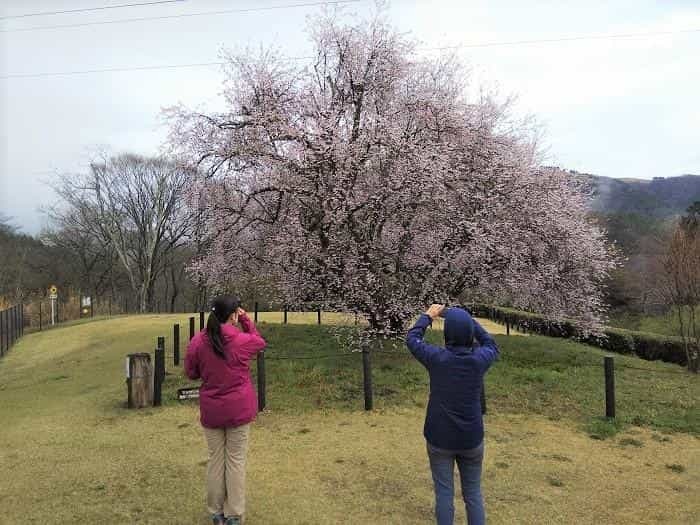 【お花見登山】桜満開のお伊勢山から岩殿山を縦走する日帰り山旅