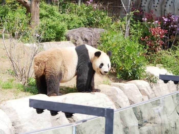 【東京】双子の赤ちゃんパンダ公開！上野動物園でシャオシャオとレイレイに会ってきました