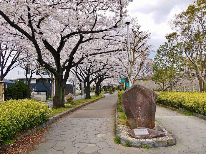 劇的な紅色に染まる葉と花、空。 晩秋・初冬は葛飾区水元公園に行こう！