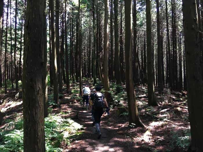 【奥武蔵で眺望の良い山】丸山・堂平山を縦走。最後に襲った悲劇とは・・・