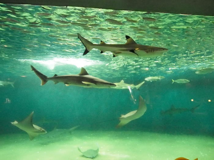 葛西臨海水族園の見どころを徹底レポート！観覧車など周辺情報も！