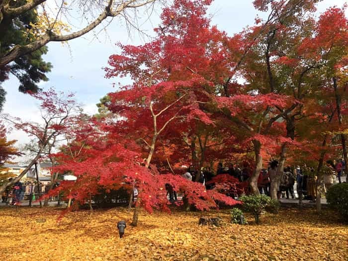 紅葉に食べられそう...秋の京都「南禅寺」と「永観堂」は素晴らしかった！