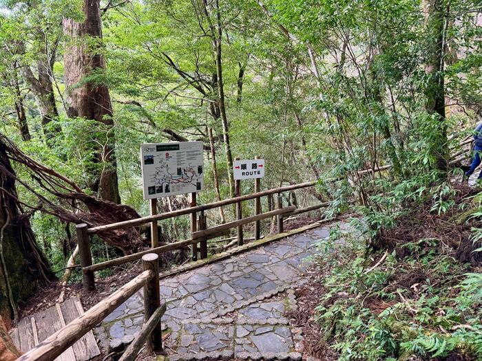 【鹿児島】ヤクスギランドは誰でも気軽に行ける自然植物園