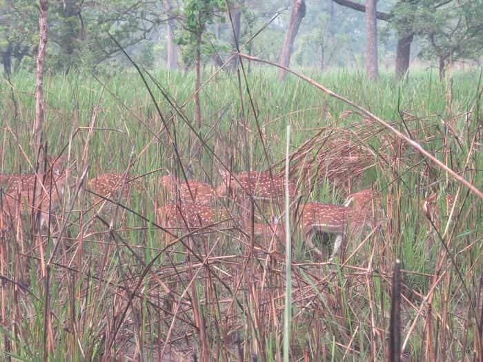 ネパール・世界遺産チトワン国立公園でアドベンチャー体験!!~日本じゃ体感できない非日常のひとときを~(後編)