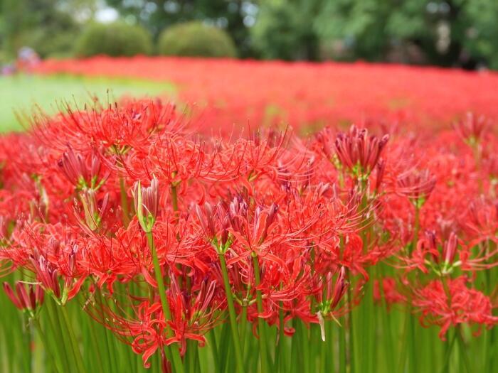 【東京】毎月楽しめる！都内最大の水郷公園「水元公園」の12か月