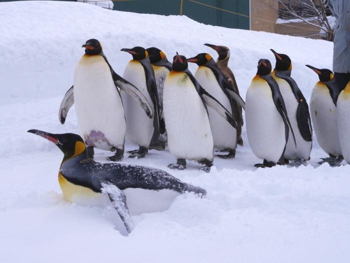 【北海道】冬季目玉イベント「雪の中のペンギンの散歩」！旭山動物園で銀世界の動物たちを楽しもう！