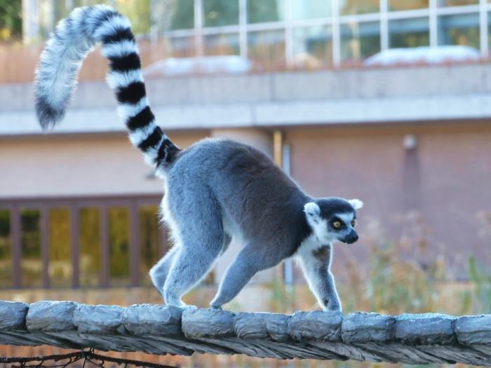 【東京】双子の赤ちゃんパンダ公開！上野動物園でシャオシャオとレイレイに会ってきました