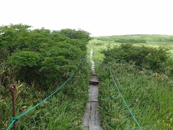 【山形】月山八合目・弥陀ヶ原湿原の歩き方