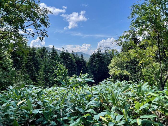 ゆっくりと静かな時間が流れる秋（8月下旬）の尾瀬