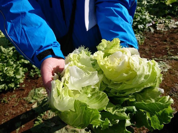 【静岡県】箱根西麓三島野菜を富士山を望む絶景の中で食べてきた