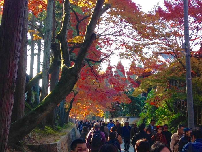 京都　東福寺の紅葉は、やはり圧倒的に美しかった。