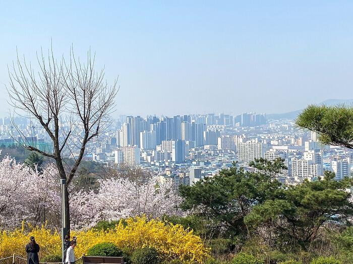 【韓国•大邱】お花見シーズンの大邱(テグ)で桜の名所に行ってきました
