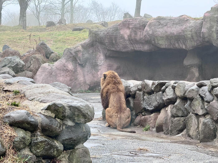 約48年ぶりの訪問！「九州自然動物公園アフリカンサファリ」園内レポート