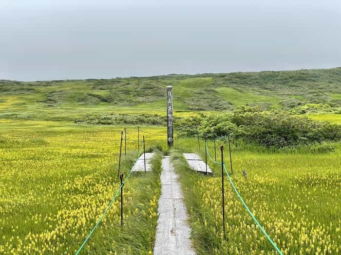 【山形】月山八合目・弥陀ヶ原湿原の歩き方