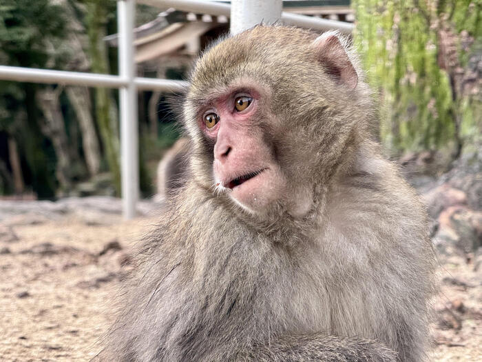 【大分】おサルさんの聖地でこんにちは！高崎山自然動物園