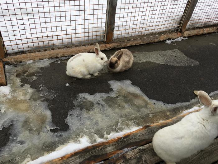 自然の絶景パノラマ！冬を感じる長野と群馬の旅