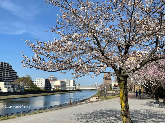 桜の季節にひっそりと咲くニリンソウを見に行こう！